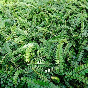 Button Fern (Pellaea rotundifolia) 